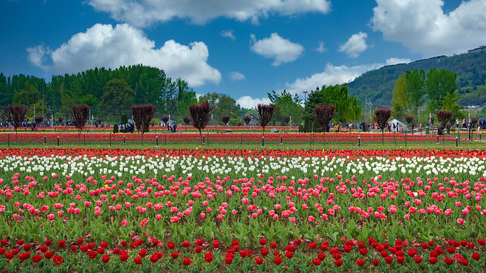 Tulip Flowers