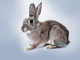 Retrato de conejo gris