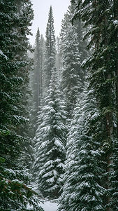 Snowy Forest Scene