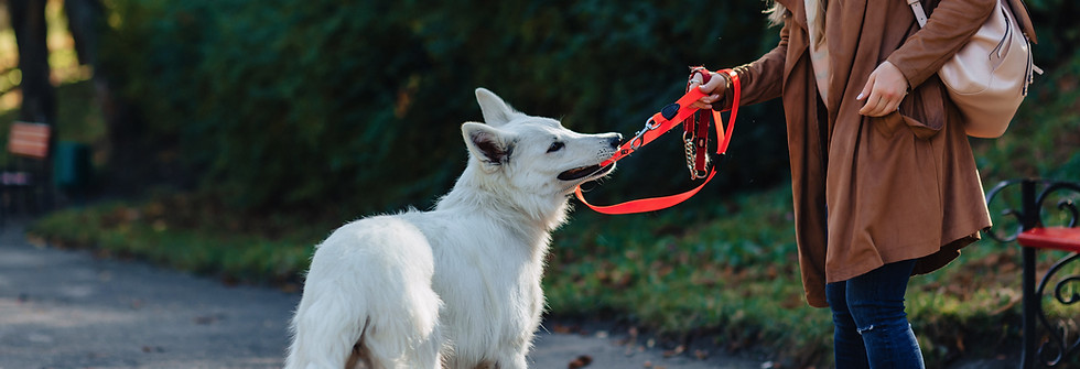 Cachorro puxando a coleira