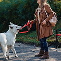 Chien tirant sur la laisse