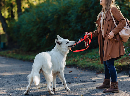 Dog pulling on leash
