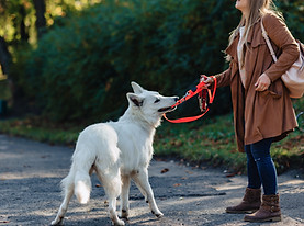 Dog pulling on leash