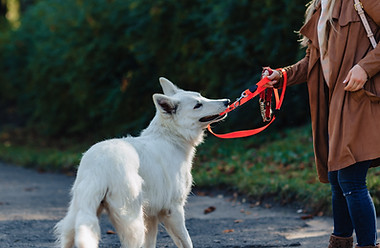 Hund zieht an der Leine