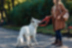 Dog pulling on leash