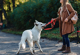 CHIEN QUI TIRE EN LAISSE