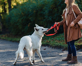 Hund zieht an der Leine