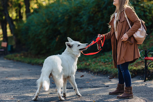 Chien tirant sur la laisse