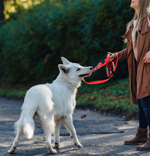 Dog pulling on leash