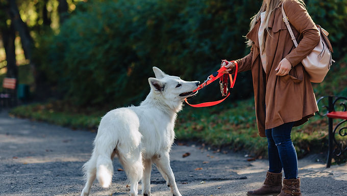 Dog Trainer