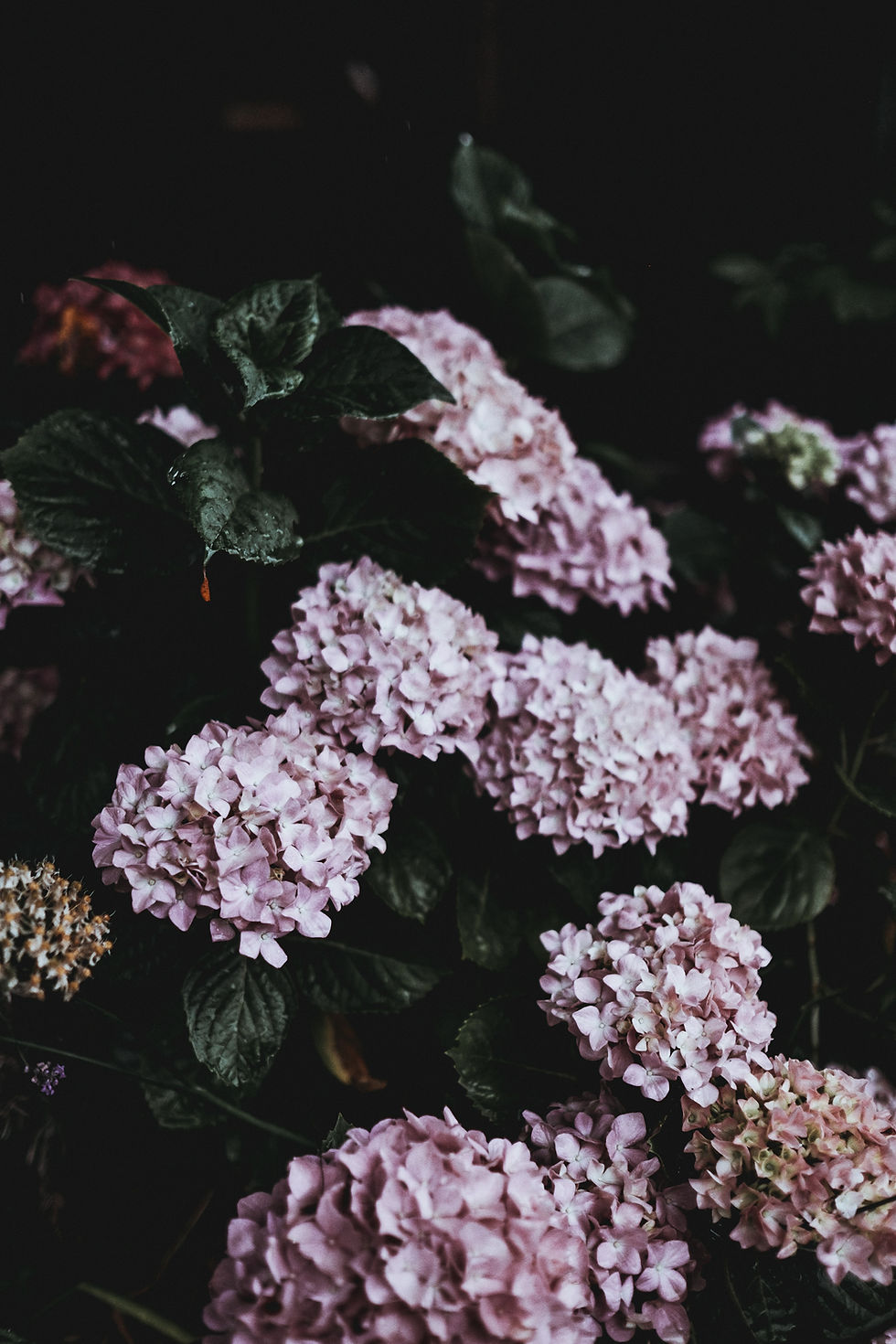 Hortensias en flor