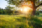 sunrise in the meadow