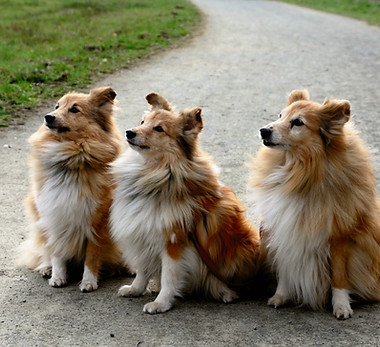 Three Shelties