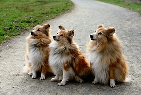 Three Shelties