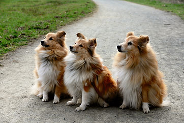 Drei Shelties