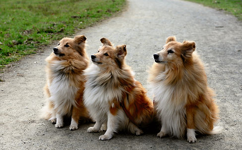 Three Shelties