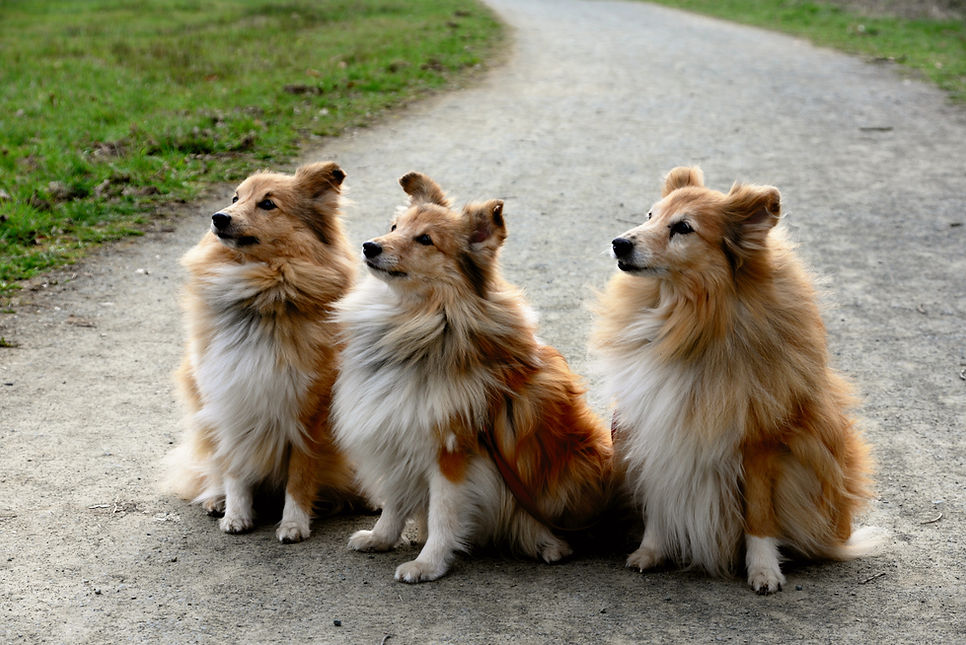 Trois Shelties