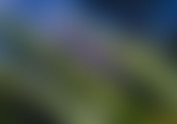 The Therapeutic Alliance