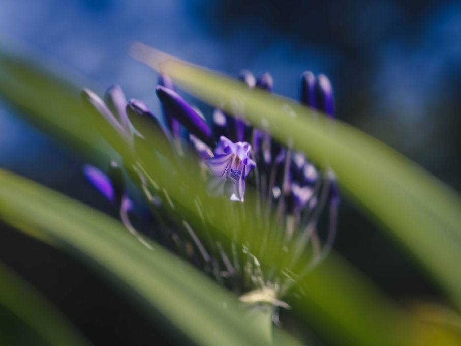 Nature