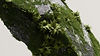 Mossy Rock Surface