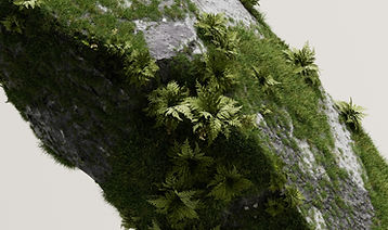 Moss on Rock Surface