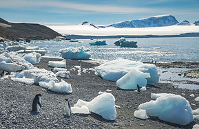 Pingüinos