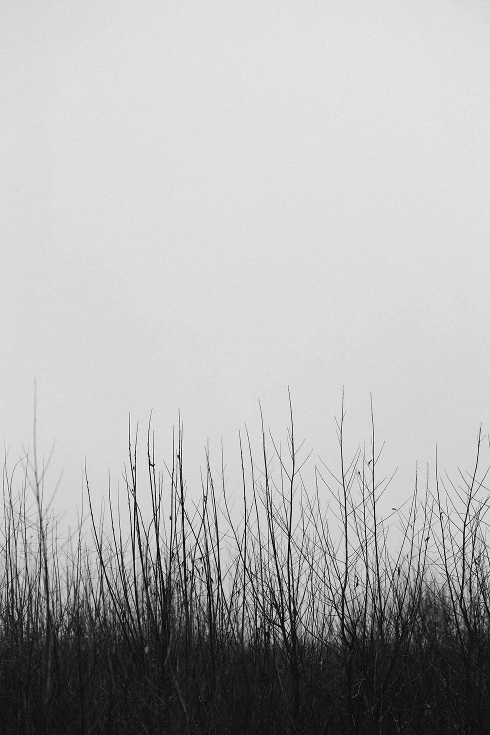 Bare vintergrene
