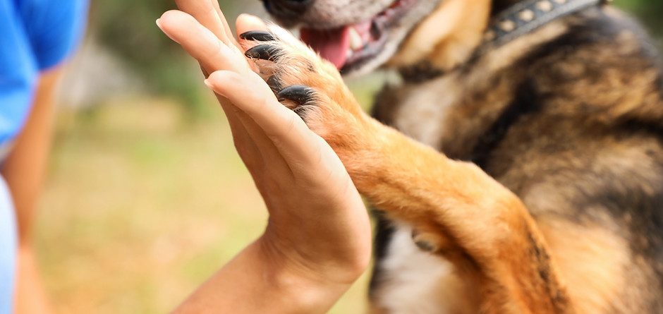 Hund gibt ein High Five
