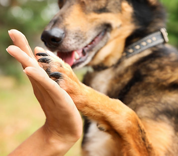 Dog giving a high five Pet Bereavment Poem Four Feet in Heaven