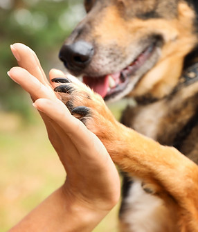 Hund gibt ein High Five