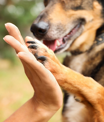 Dog giving a high five