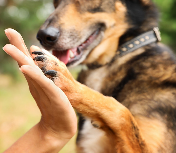 dog giving a woman a high-five