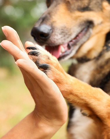 Cachorro dando um high five