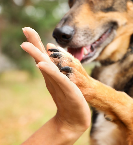 Dog giving a high five