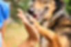 Dog giving a high five