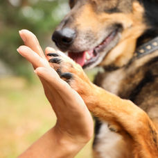 Old Dog; New Tricks