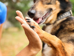 How close is the bond with your dog? and why it is important