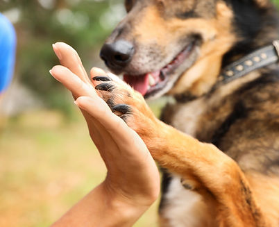 Hund gibt ein High Five