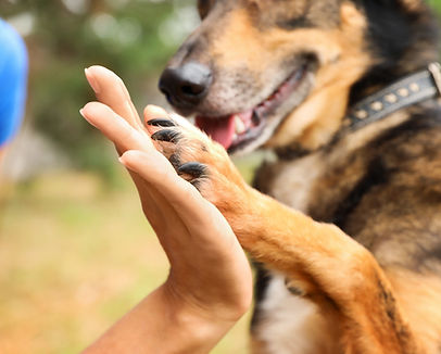 Dog giving a high five