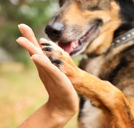 Dog giving a high five