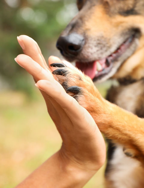 Dog giving a high five
