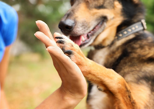 Dog giving a high five