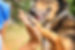 Hund gibt ein High Five