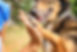 Hund giver high five