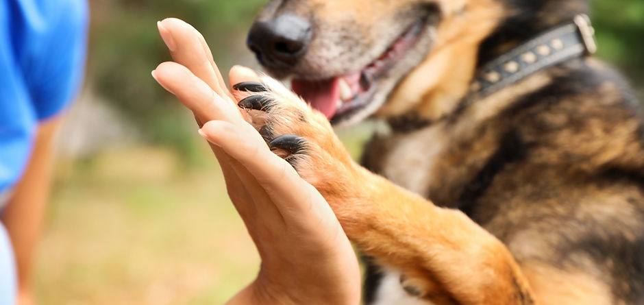 Hund gibt ein High Five