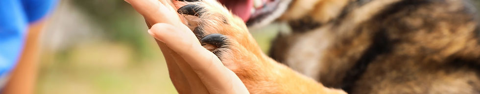 Dog giving a high five