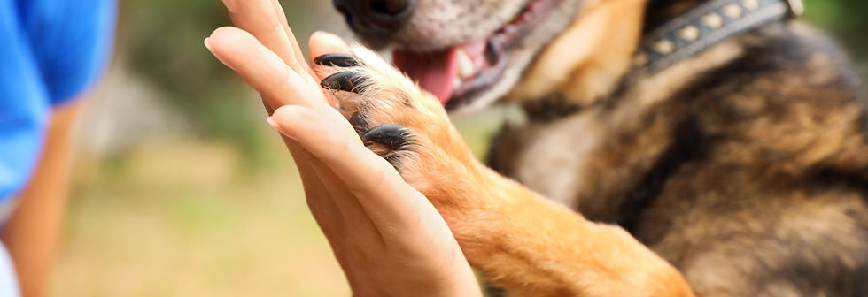 Hund gibt ein High Five