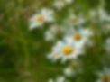 Daisy Flowers