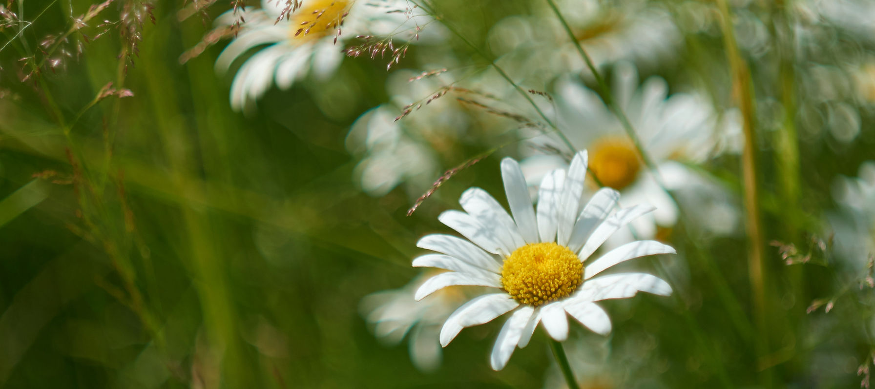 Flavonoid supplement for equine and human wellness