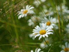 Daisy Flowers